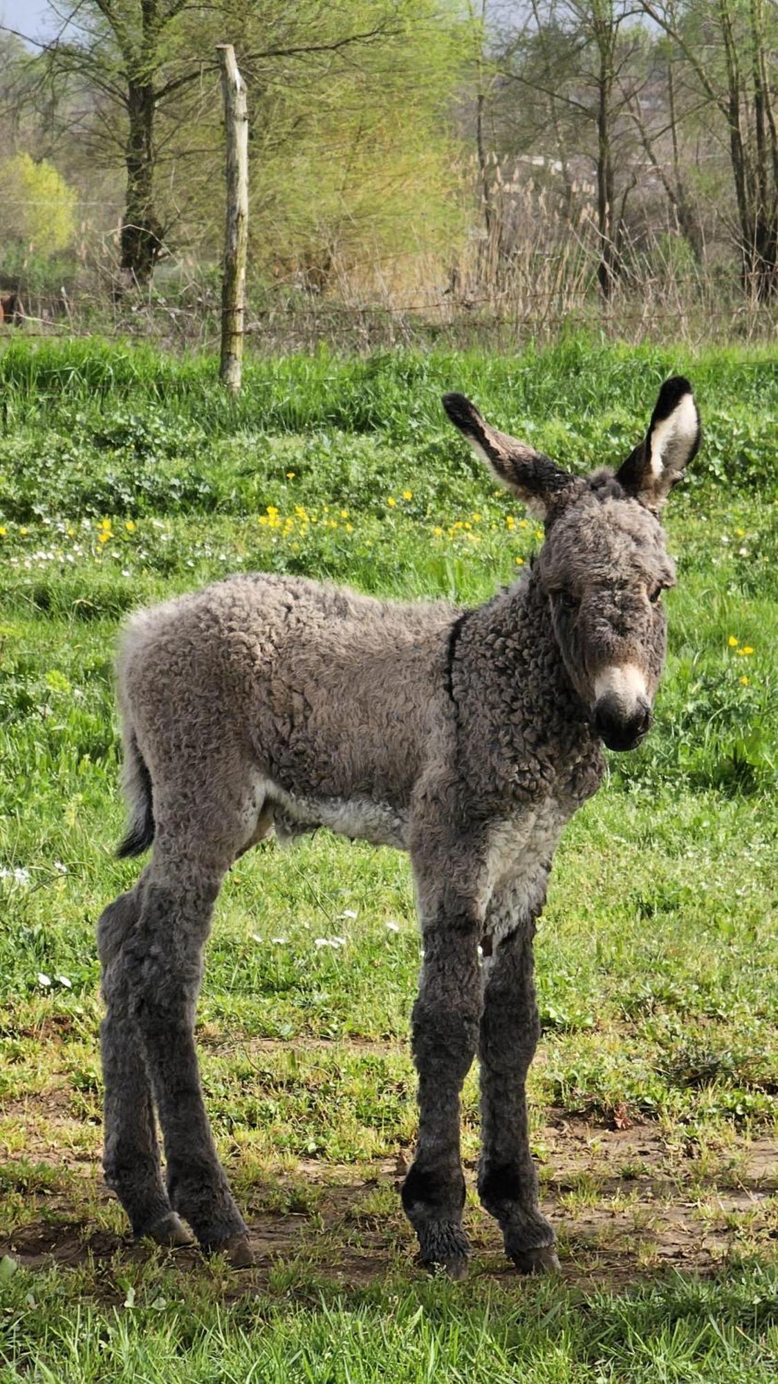 Agriturismo Il Castagneto Supino Eksteriør billede